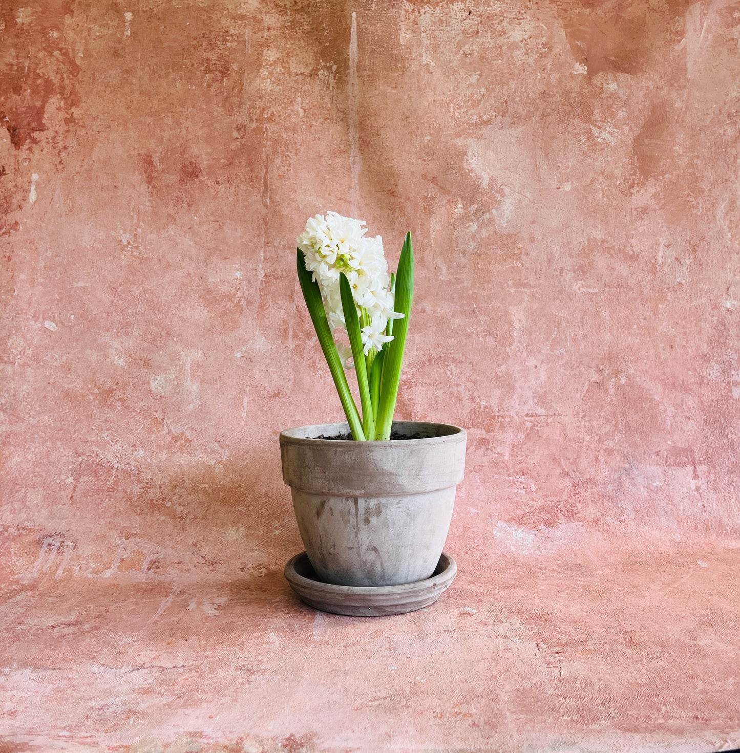 Potted Hyacinth Plant