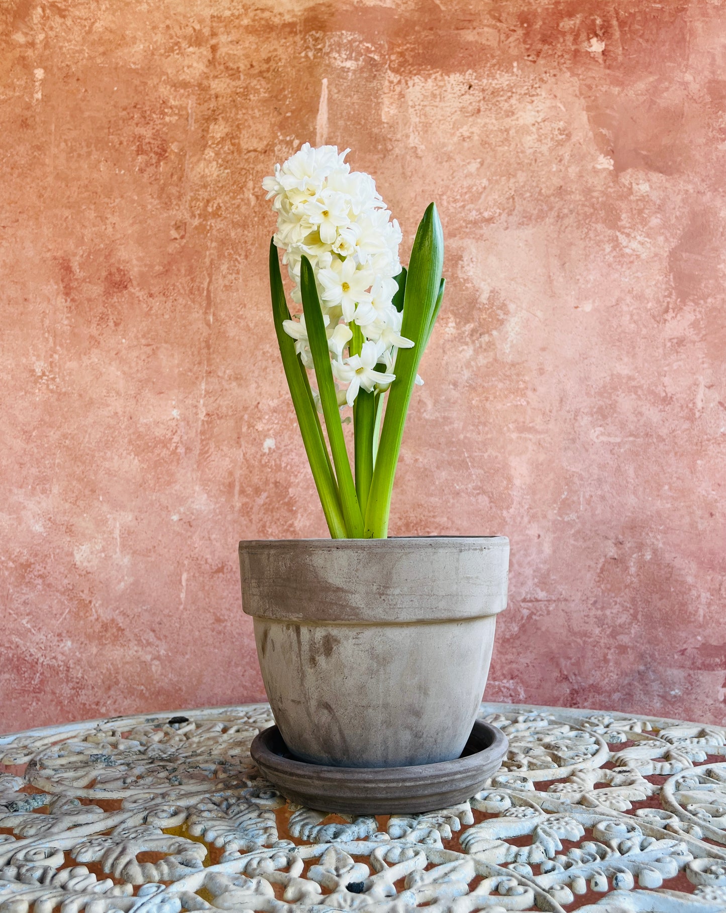 Potted Hyacinth Plant